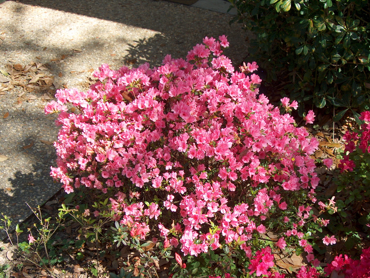Coral bell azalea discount